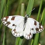 Pontia helice